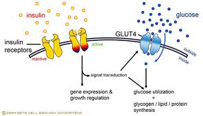 glut4 transporter